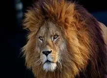 تلف شدن یک قلاده شیر در مجموعه گردشگری الیمالات خبرساز شد