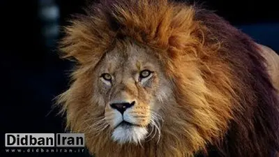 تلف شدن یک قلاده شیر در مجموعه گردشگری الیمالات خبرساز شد