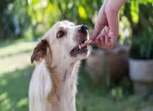 غذارسانی نادرست به حیوانات خیابانی منجر به وارد شدن آسیب به حیوانات، اکوسیستم شهری و بهداشت عمومی جامعه می‌شود/ افزایش جمعیت سگ‌های رهاشده، خطر حمله آن‌ها به انسان‌ها را بالاتر می‌برد/ مدیریت جمعیت حیوانات خیابانی از ضروریات حفظ امنیت عمومی محسوب می‌شود