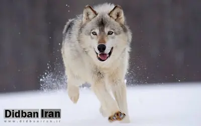  گرگ‌ها به روستایی در خوی حمله کردند