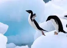 مدفوع پنگوئن‌ها می‌تواند به خنک نگه‌داشتن قطب جنوب کمک کند