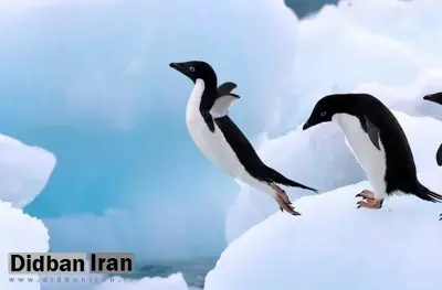 مدفوع پنگوئنها میتواند به خنک نگهداشتن قطب جنوب کمک کند