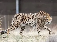 «کوشکی»، یوزپلنگ معروف ایرانی در توران تلف شد