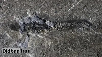 کشف جانوری ۵۰۰ میلیونساله/ هیولای دریایی سهچشم با بدن خاردار