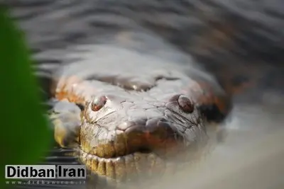 مار عظیم‌الجثه‌ افسانه‌ای، واقعاً پیدا شد