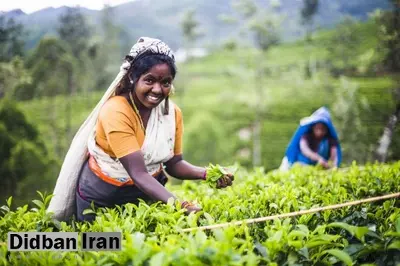 نفت در برابر چای / سریلانکا جای پول نفت، به ایران چای میدهد