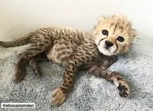 انتشار جدیدترین تصاویر از تنها توله‌یوز زنده‌ مانده‌ی «ایران»