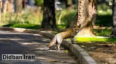 افزایش تعداد روباه‌ها در مرکز تهران/ چه باید کرد؟