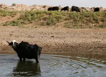 با ۷ عاملی که باعث شد خوزستان دچار بحران کم آبی شود؛ آشنا شوید