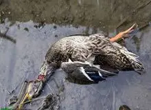 برخورد با رد و بدل‌کنندگان پرندگان وحشی در استان گیلان

