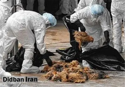 تا اوایل فصل بهار آنفلونزای پرندگان کنترل و مهار می کنیم/ بازارهای محلی فروش پرندگان وحشی به صورت مرتب پایش می شود
