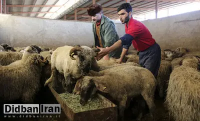 قیمت جدید دام‌زنده ۲۹ آذرماه ۱۴۰۴ اعلام شد/ افزایش قیمت گوسفند و گوساله + جدول قیمت