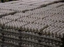 گمرک : واردات بیش از 116 تن تخم مرغ به کشور