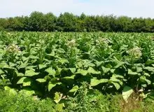 برداشت تنباکو از مزارع جهرم فارس