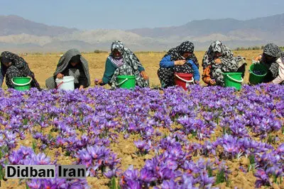 وزارت جهاد کشاورزی: کاهش ۵۰ درصدی تولید زعفران در سال زراعی جاری / بالا رفتن قیمت زعفران به دلیل کاهش میزان تولید بوده