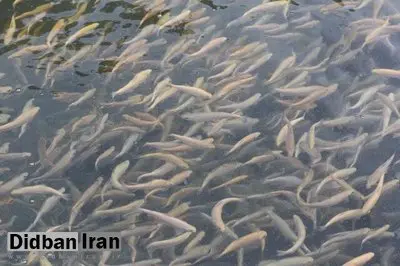 رهاسازی ۶۱ میلیون قطعه بچه ماهی در آب‌های کشور