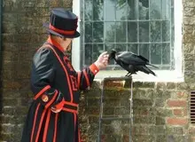 فیلم | کلاغ‌هایی که تولد جوجه هاایشان  باعث دوام سلطنت در بریتانیا می‌شوند!