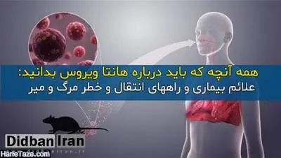 درباره "هانتا ویروس" بیشتر بدانید/ روش انتقال، علائم بالینی، راه های پیشگیری / هشدار معاون پیشگیری وزارت بهداشت: برنامه کنترل موش ها در شهرها جدی گرفته شود