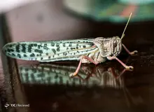 ورود دسته‌جات میلیاردی ملخ صحرایی طی روز‌های آتی به کشور