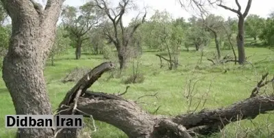 معضل کمبود آب در فلات ایران، نتیجه نابودی جنگل‌های زاگرس است
