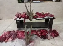 کشف لاشه ۲ کل و بازداشت شکارچیان غیرمجاز در میامی