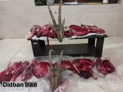 کشف لاشه ۲ کل و بازداشت شکارچیان غیرمجاز در میامی