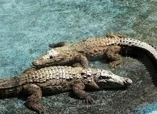 تخریب زیستگاه تمساح‌ها در منطقه دشتیاری در اثر سیلاب