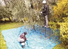 گزارشی درباره نابودی باغ های زیتون رودبار 