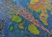 تصاویری زیبا از رژه اردک ها