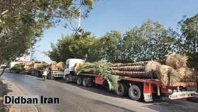 ۳ هزار و ۷۰۰ نفر نخل تاکنون به قطر صادر شده است