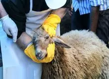 نرخ گوسفند قربانی مشخص شد/ اتحادیه مرکزی دام سبک: قیمت دام زنده کیلویی ۳۲۰ هزار تومان است