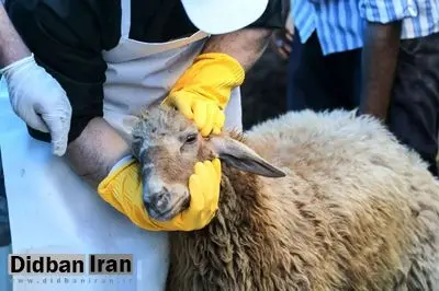 نرخ گوسفند قربانی مشخص شد/ اتحادیه مرکزی دام سبک: قیمت دام زنده کیلویی ۳۲۰ هزار تومان است