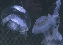 چین رباتی شبیه عروس دریایی برای مأموریت‌های مخفیانه معرفی کرد