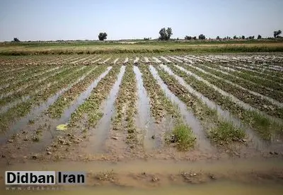 سیلابهای اخیر با کشاورزان چه کرد؟ خاک زراعی با سیلاب از میان رفت
