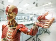 ۹ عضو بی استفاده بدن انسان را بشناسید؛ از نوک پستان مردان تا پلک سوم!‎
