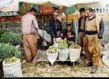 غذاهای بهاری کرمانشاه ثبت ملی می‌شوند