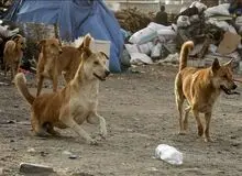 مرگ دو تهرانی بر اثر بیماری هاری/ سگ‌ها به معتادان متجاهر حمله می‌کنند