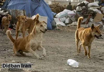 مرگ دو تهرانی بر اثر بیماری هاری/ سگ‌ها به معتادان متجاهر حمله می‌کنند