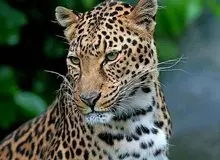 وجود پلنگ ایرانی در پارک ملی لار تأیید شد