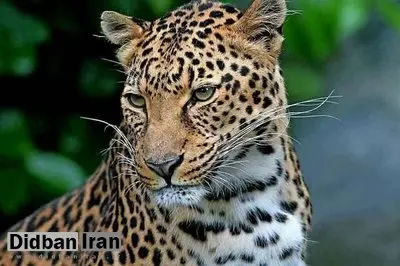 وجود پلنگ ایرانی در پارک ملی لار تأیید شد