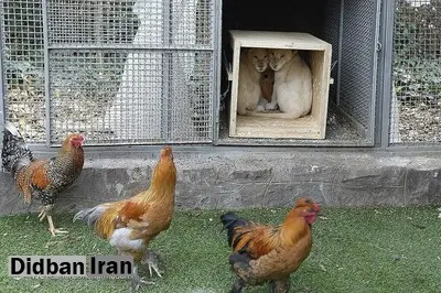 باغ‌وحش‌های ایران، محلی خطرناک برای گونه‌های خاص/ شیرهای نادر آفریقایی در قفس مرغ و خروس+ عکس