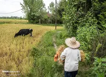 «باران» برنج گیلان را به آب داد/ خسارت غیرقابل وصف بر محصول «برنج گیلان»/ تصاویر
