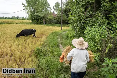 «باران» برنج گیلان را به آب داد/ خسارت غیرقابل وصف بر محصول «برنج گیلان»/ تصاویر
