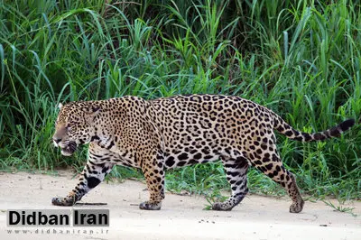 چرا همه حیوانات وحشی را نمی‌توان مثل سگ و گربه اهلی کرد؟