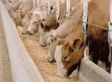 رییس شورای تامین دام:صنعت دام در ایران به مرحله "فاجعه" رسیده است/علوفه نداریم؛ تفاله نیشکر به دام ها می هیم