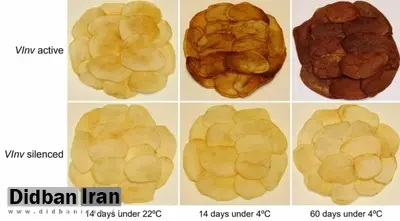 دانشمندان با دستکاری ژنتیکی سیب‌زمینی‌ها چیپس غیرسرطان‌زا تولید کردند