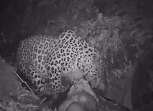 تصاویری از ‎پلنگ ایرانی در حال خوردن شکارش در ارتفاعات املش+فیلم 