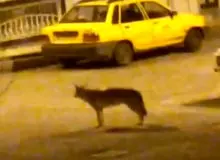 پلیس: عامل انتشار تصاویر سوزاندن گرگ را بازداشت کردیم
