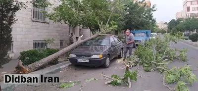 سقوط چندین درخت روی ماشین‌ها بر اثر طوفان در تهران+تصاویر