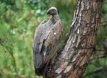 مرگ ۵۰۰ هزار نفر به خاطر کرکس‌ها! / دیکلوفناک چه بلایی بر سر این پرنده و انسان‌ها آورد؟ 